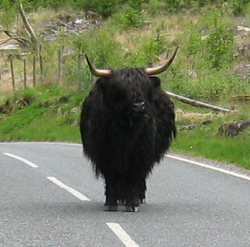 The big black scary and custe wooly cow near ben nevis